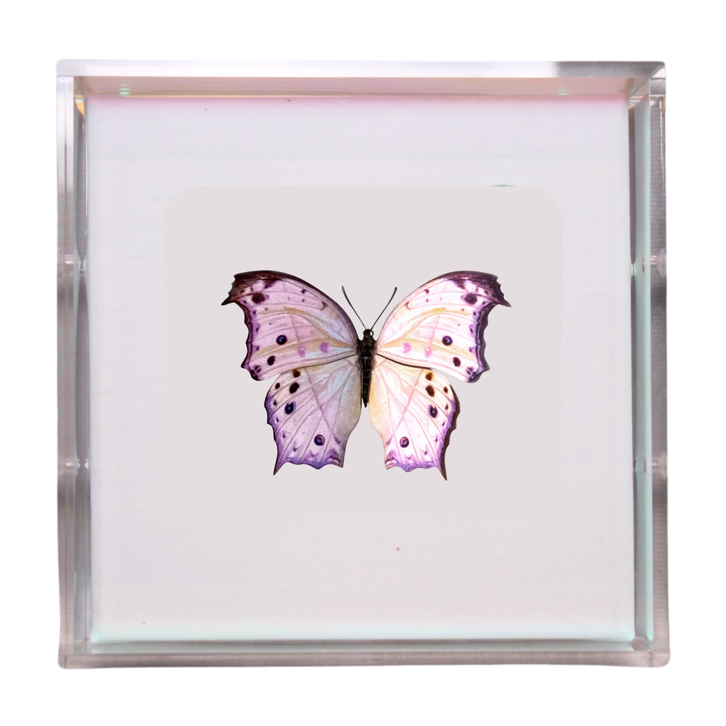 Papillon Aurore Opaline
