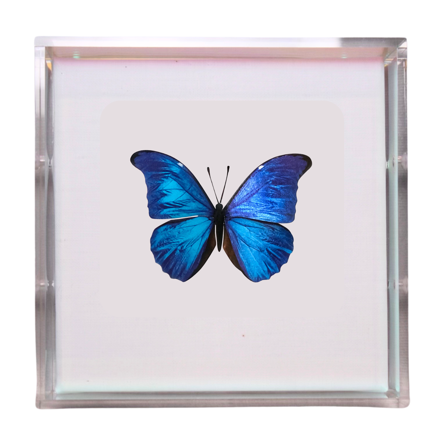 Papillon Bleu Royal