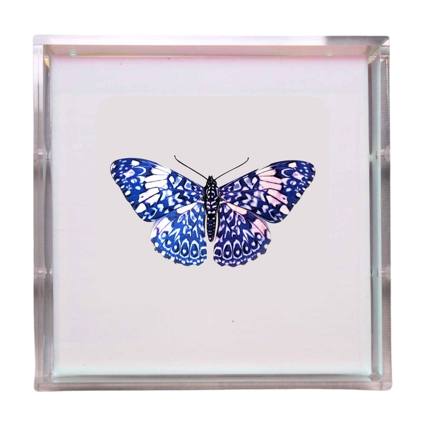 Papillon Nuit Étoilée