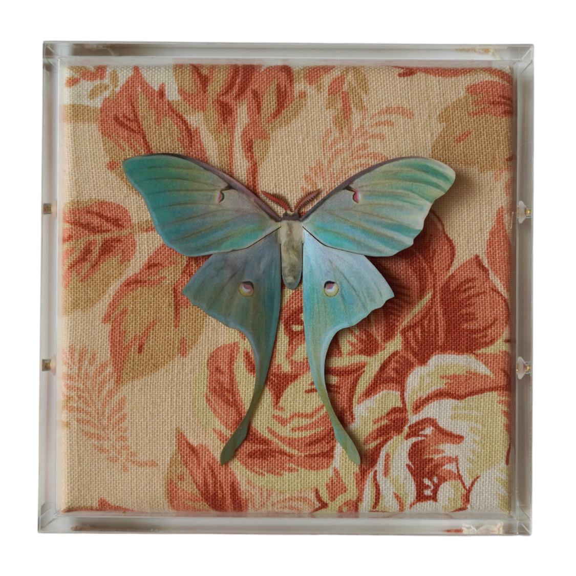 Red Tolie Moth