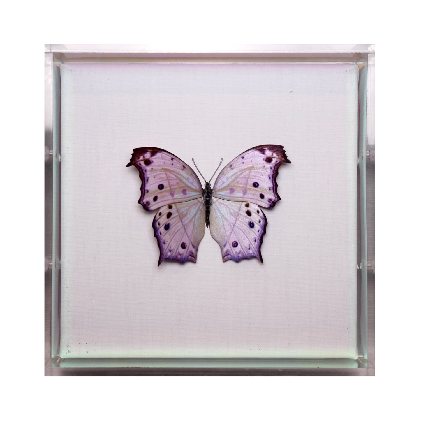 Coeur Sur Une Manche Wings Irredescent Edges