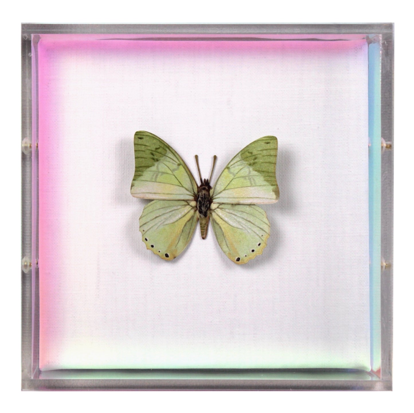 Verte Wings Irredescent Edges