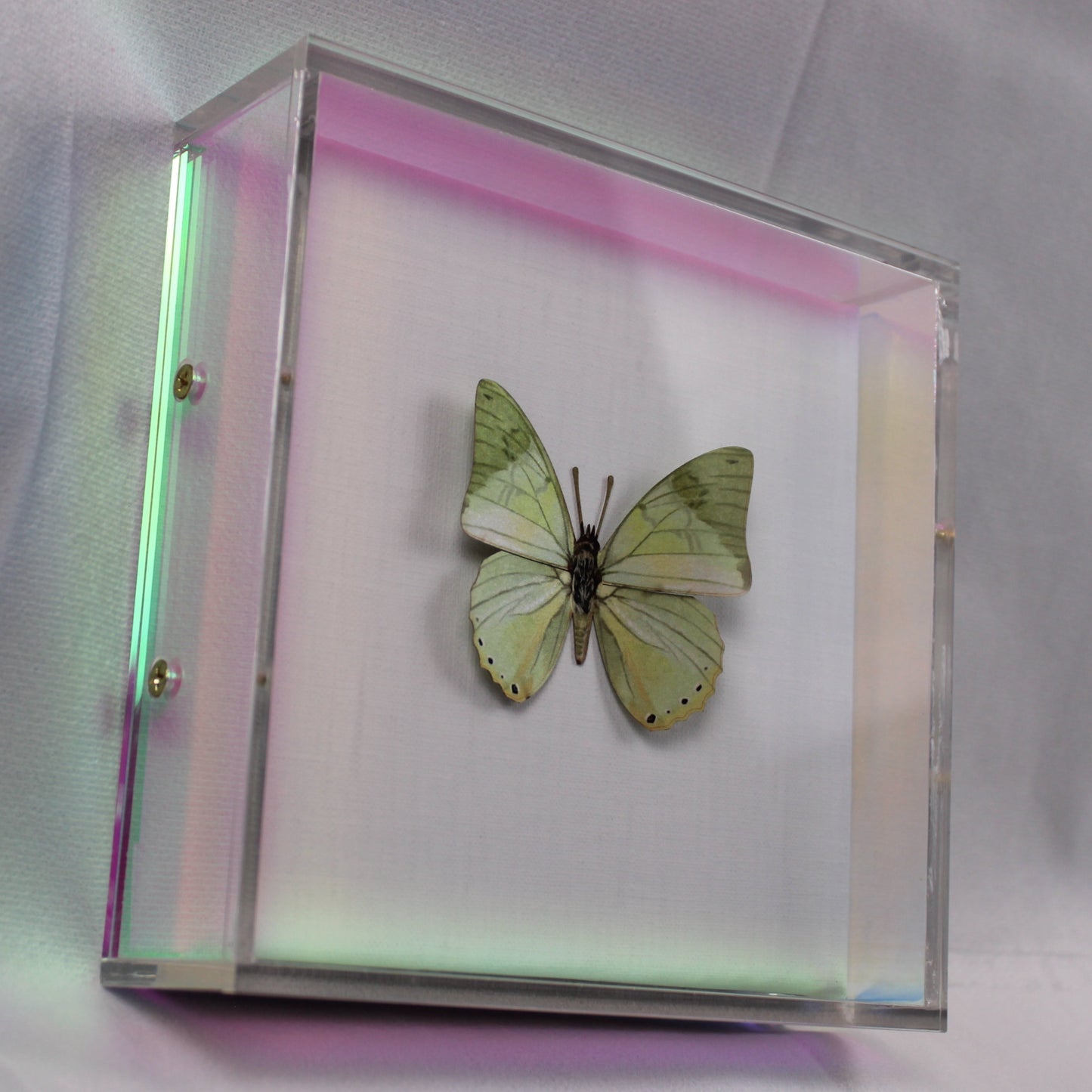 Verte Wings Irredescent Edges