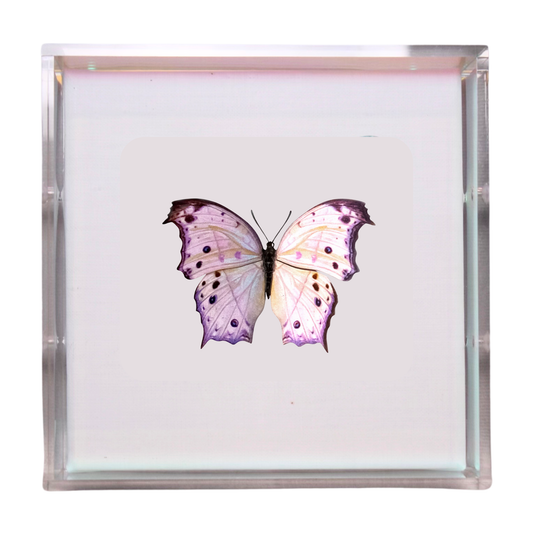 Papillon Aurore Opaline