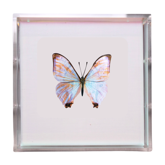 Papillon Rose Lavande