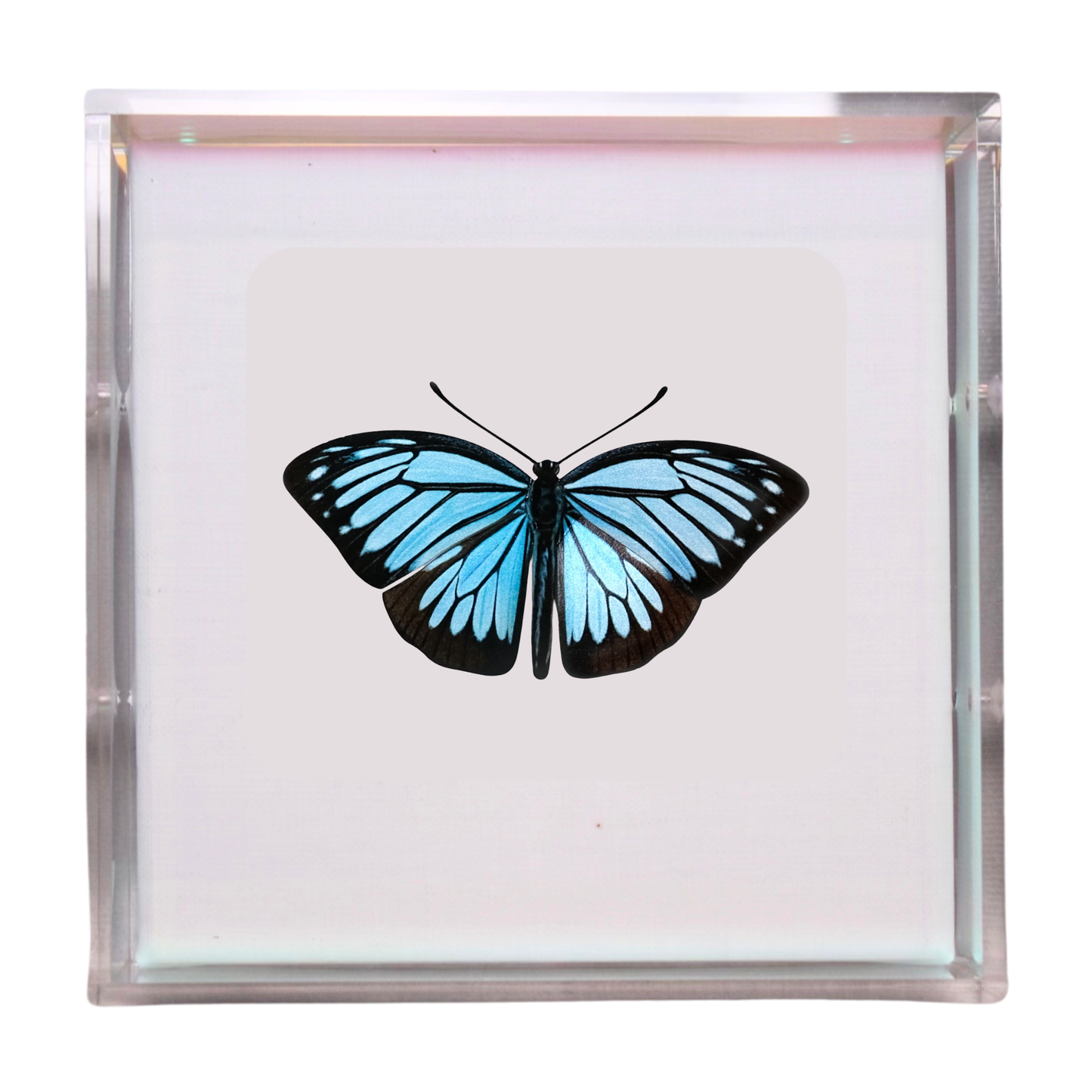 Papillon Bleu Céleste