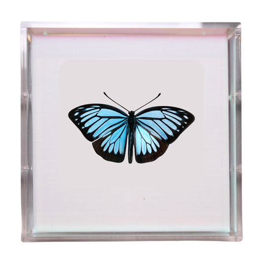 Papillon Bleu Céleste