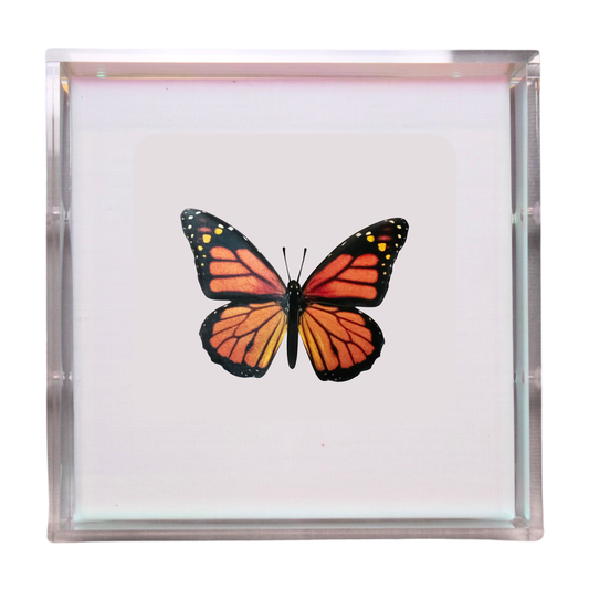 Papillon Soleil de Minuit